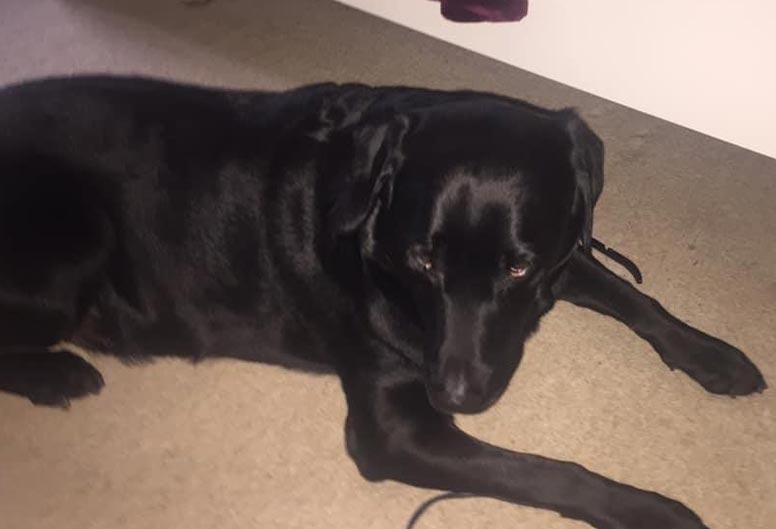 Labrador Bounces Back after Vet’s Largest Ever Lipoma Removal